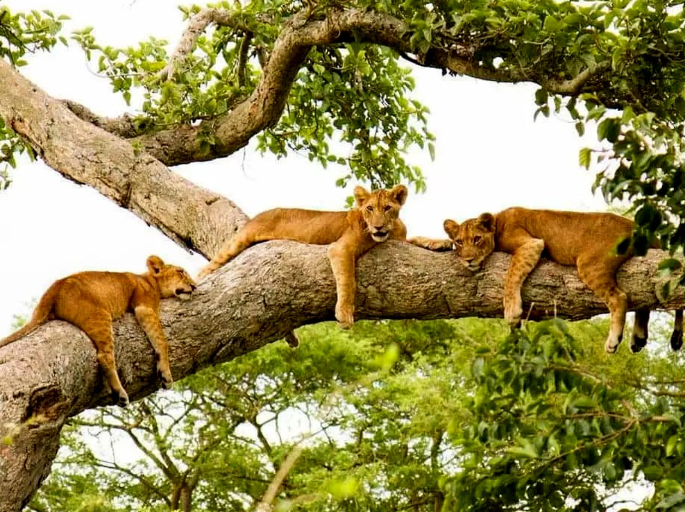 3-days-queen-elizabeth-national-park-safari