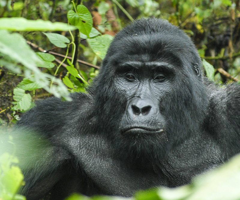 Budget Uganda Safari and Gorilla