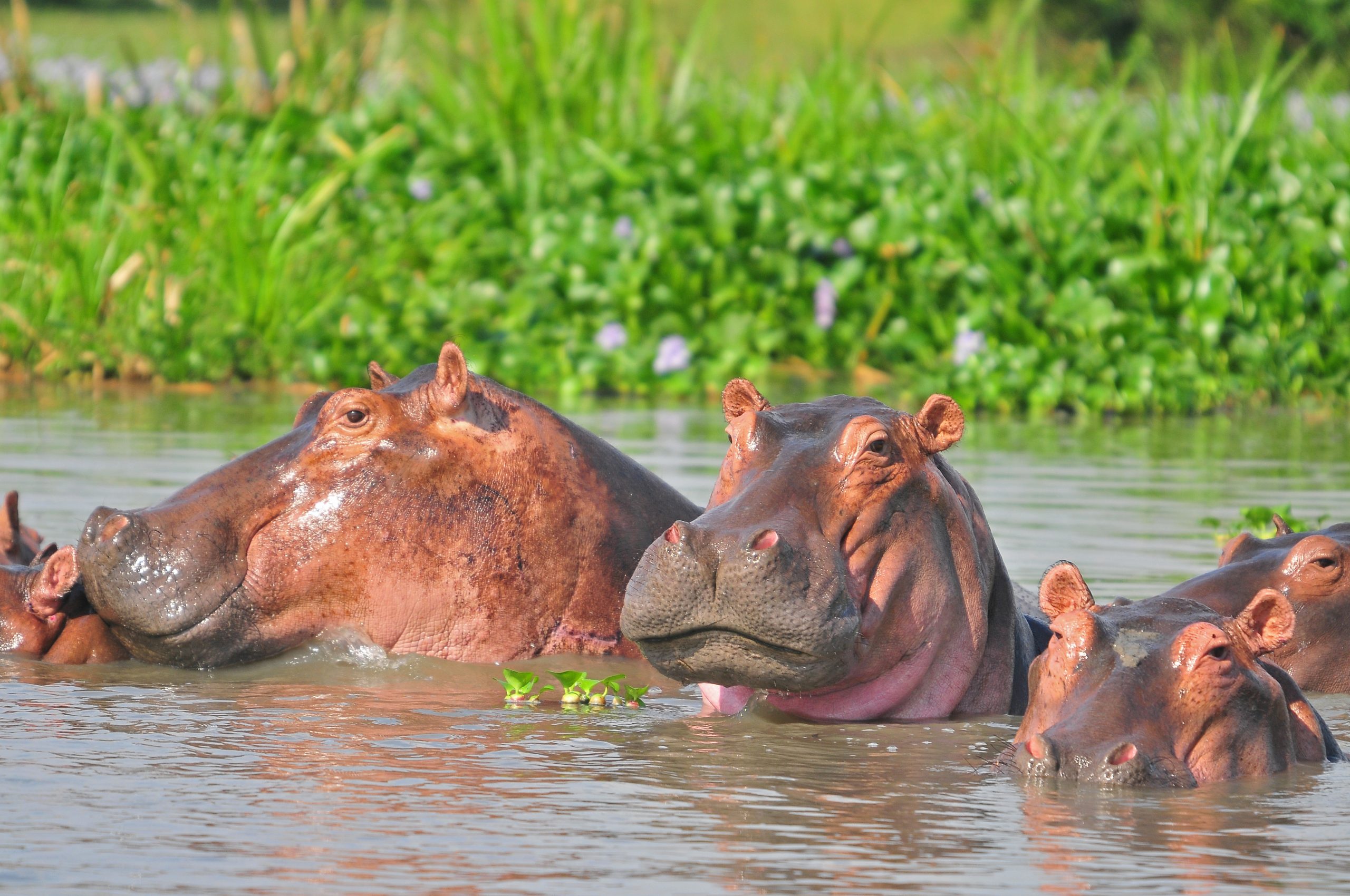 Exploring Uganda's National Parks with Njia African Adventures