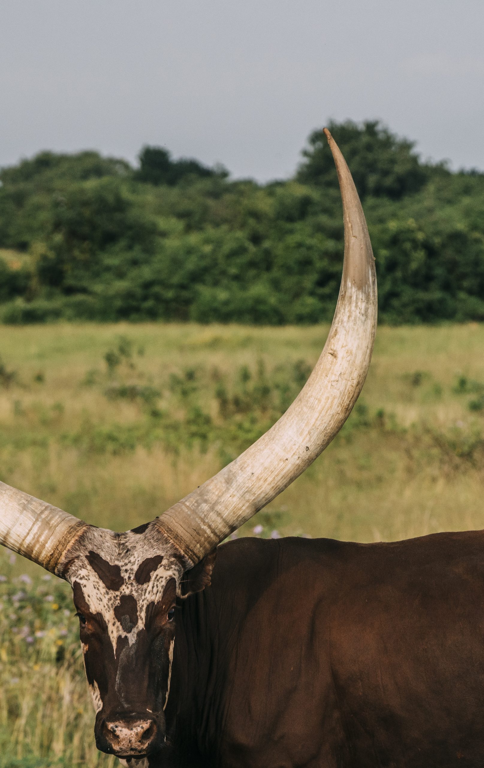 Lake Mburo National Park