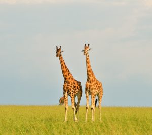 Giraffes