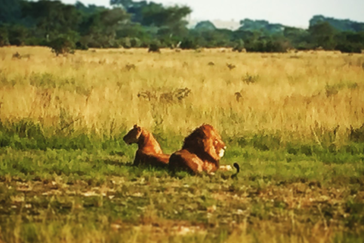 How to get to Queen Elizabeth National park