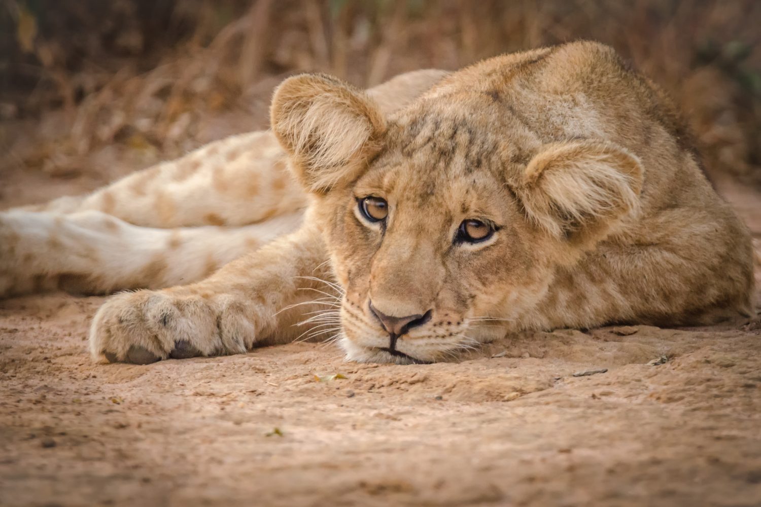 Lion cub relaxing after a playful morning. Murchison Falls NP, Uganda