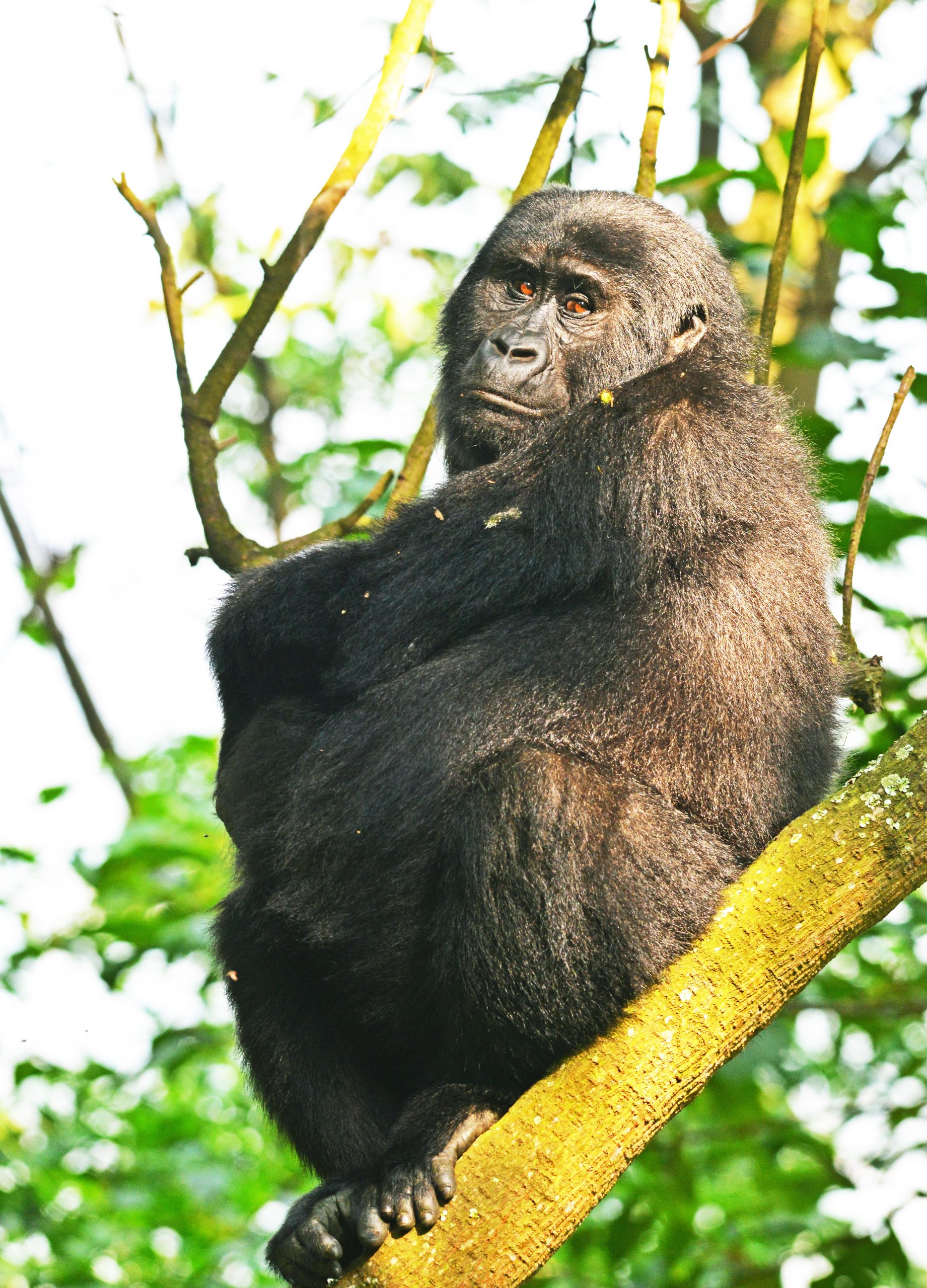 Gorilla trekking in Uganda Vs Rwanda