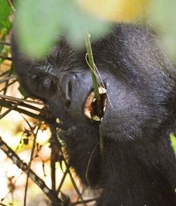 A gorilla trying to collect food