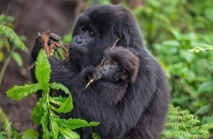 Exploring Uganda's Heartbeat: A 12-Day Biking Safari