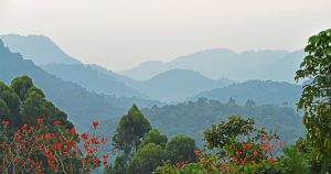 Gorilla Trekking & Lake Bunyonyi