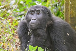 A 3-day gorilla trekking in Bwindi and Lake Bunyonyi